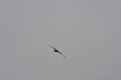 DSC_6872 (Large).JPG